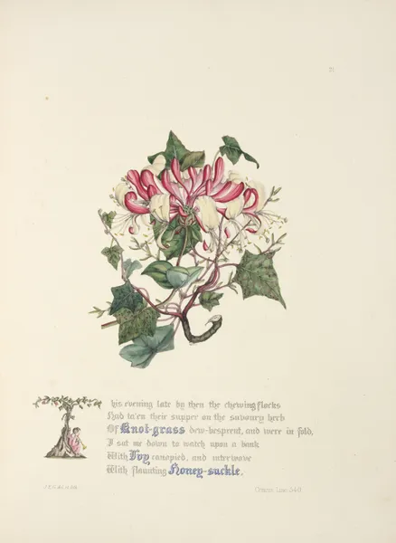 Knot grass, ivy and honeysuckle av Jane Elizabeth Giraud