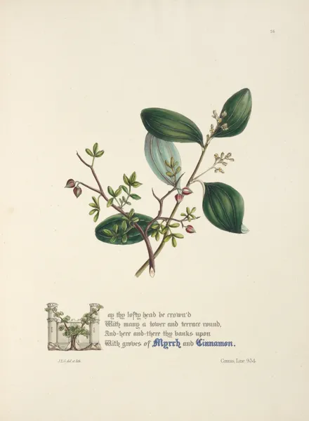 Myrrh and cinnamon av Jane Elizabeth Giraud
