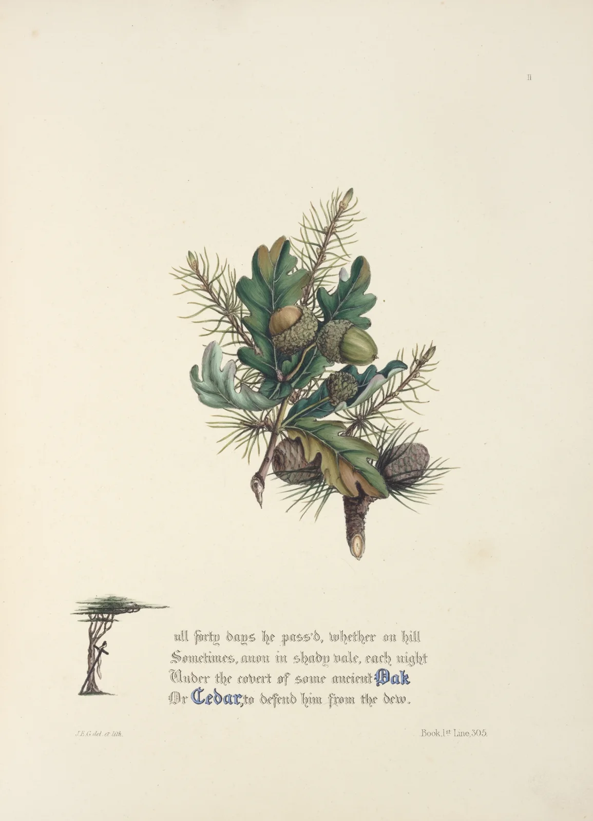Oak and cedar av Jane Elizabeth Giraud