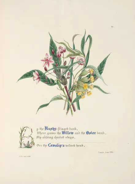 Up the Rushy-fringed bank av Jane Elizabeth Giraud