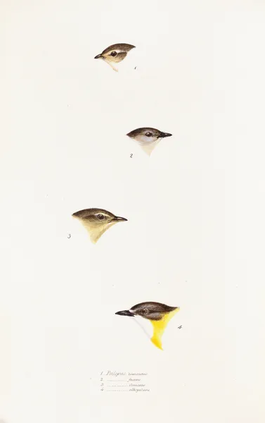A synopsis of the birds of Australia, and the adjacent Islands Pl.61 av Elizabeth Gould