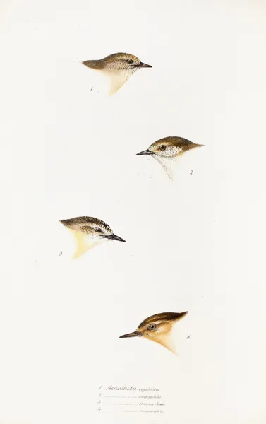 A synopsis of the birds of Australia, and the adjacent Islands Pl.60 av Elizabeth Gould