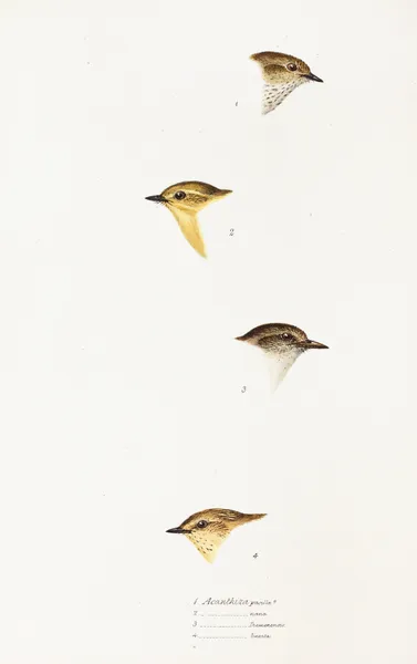 A synopsis of the birds of Australia, and the adjacent Islands Pl.59 av Elizabeth Gould