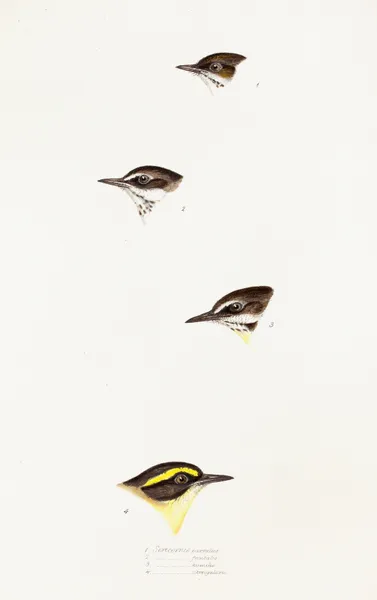 A synopsis of the birds of Australia, and the adjacent Islands Pl.58 av Elizabeth Gould