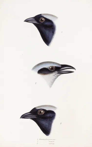 A synopsis of the birds of Australia, and the adjacent Islands Pl.56 av Elizabeth Gould