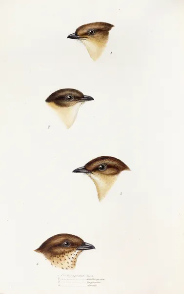 A synopsis of the birds of Australia, and the adjacent Islands Pl.55 av Elizabeth Gould