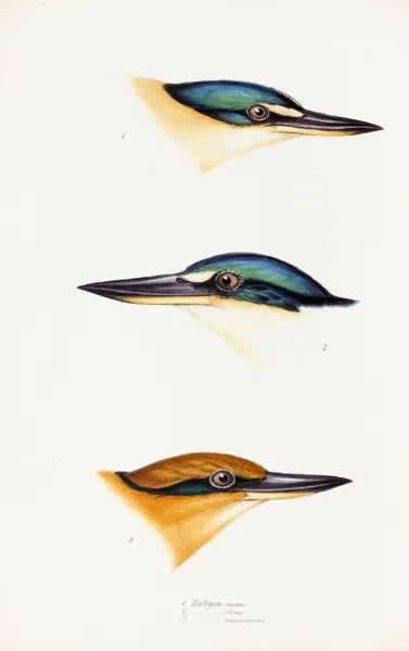 A synopsis of the birds of Australia, and the adjacent Islands Pl.53 av Elizabeth Gould