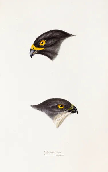 A synopsis of the birds of Australia, and the adjacent Islands Pl.45 av Elizabeth Gould
