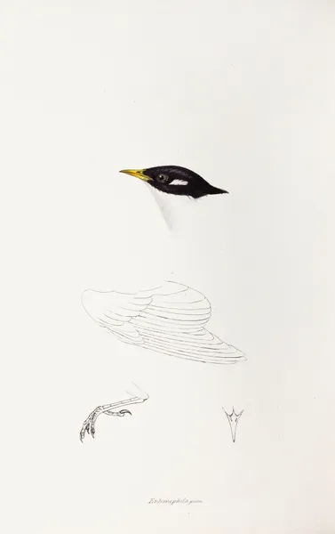 A synopsis of the birds of Australia, and the adjacent Islands Pl.71 av Elizabeth Gould
