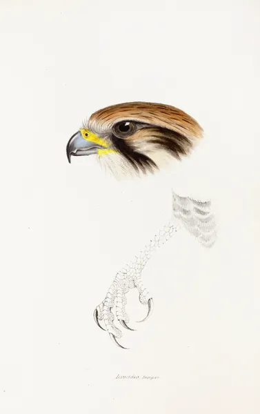 A synopsis of the birds of Australia, and the adjacent Islands Pl.43 av Elizabeth Gould