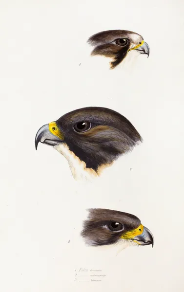 A synopsis of the birds of Australia, and the adjacent Islands Pl.42 av Elizabeth Gould