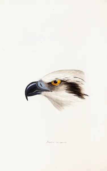 A synopsis of the birds of Australia, and the adjacent Islands Pl.41 av Elizabeth Gould