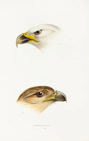 A synopsis of the birds of Australia, and the adjacent Islands Pl.40 av Elizabeth Gould
