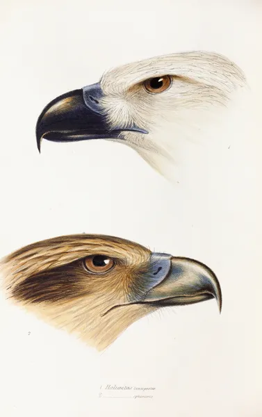 A synopsis of the birds of Australia, and the adjacent Islands Pl.39 av Elizabeth Gould
