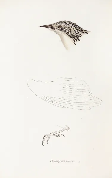 A synopsis of the birds of Australia, and the adjacent Islands Pl.70 av Elizabeth Gould