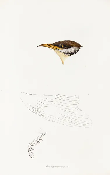 A synopsis of the birds of Australia, and the adjacent Islands Pl.69 av Elizabeth Gould