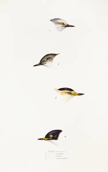 A synopsis of the birds of Australia, and the adjacent Islands Pl.68 av Elizabeth Gould