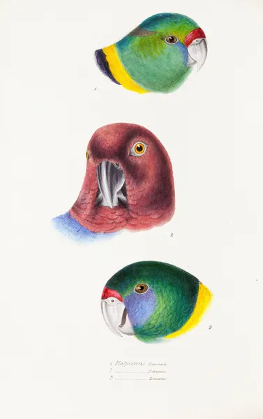 A synopsis of the birds of Australia, and the adjacent Islands Pl.66 av Elizabeth Gould