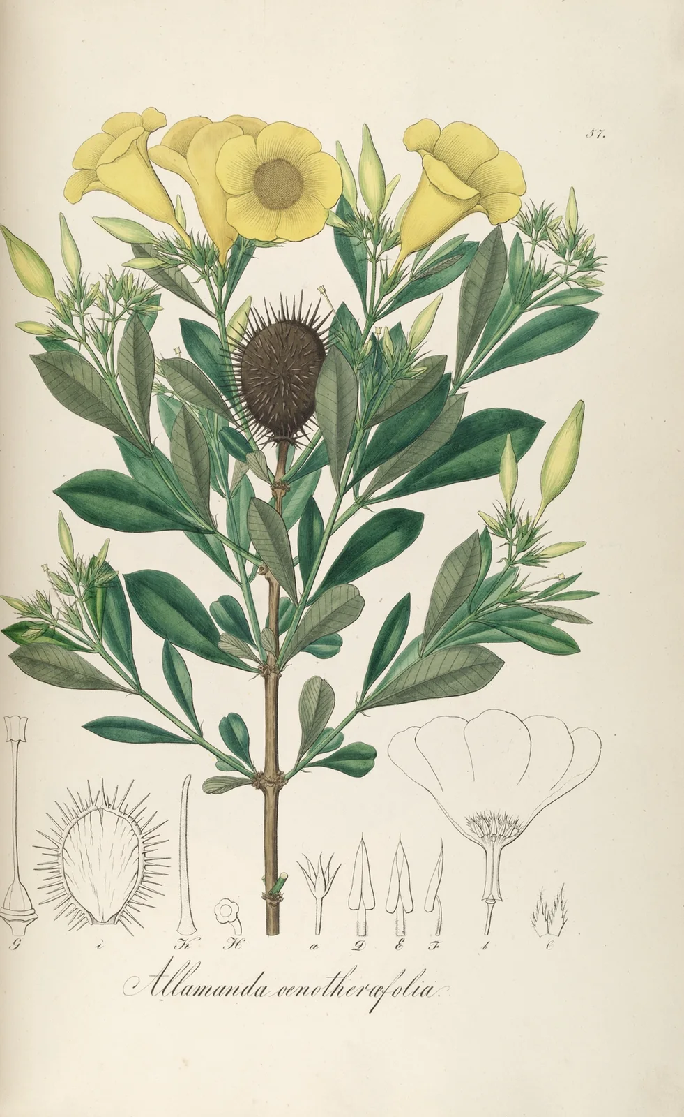 Allamanda oenotherifolia av Johann Baptist Emanuel Pohl