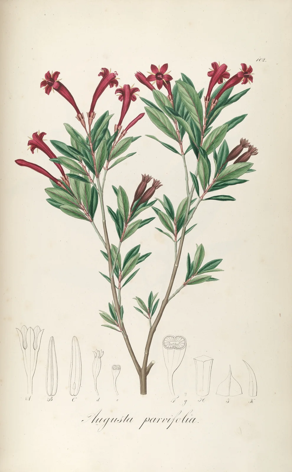 Augusta parvifolia av Johann Baptist Emanuel Pohl