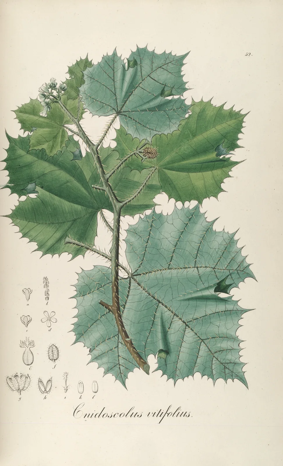 Cnidoscolus vitifolius av Johann Baptist Emanuel Pohl