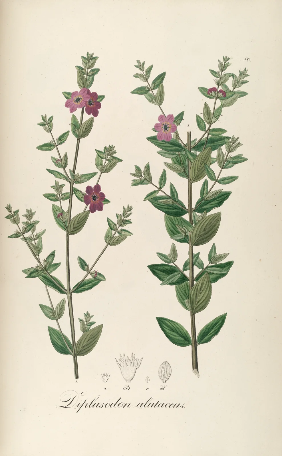 Diplusodon alutaceus av Johann Baptist Emanuel Pohl
