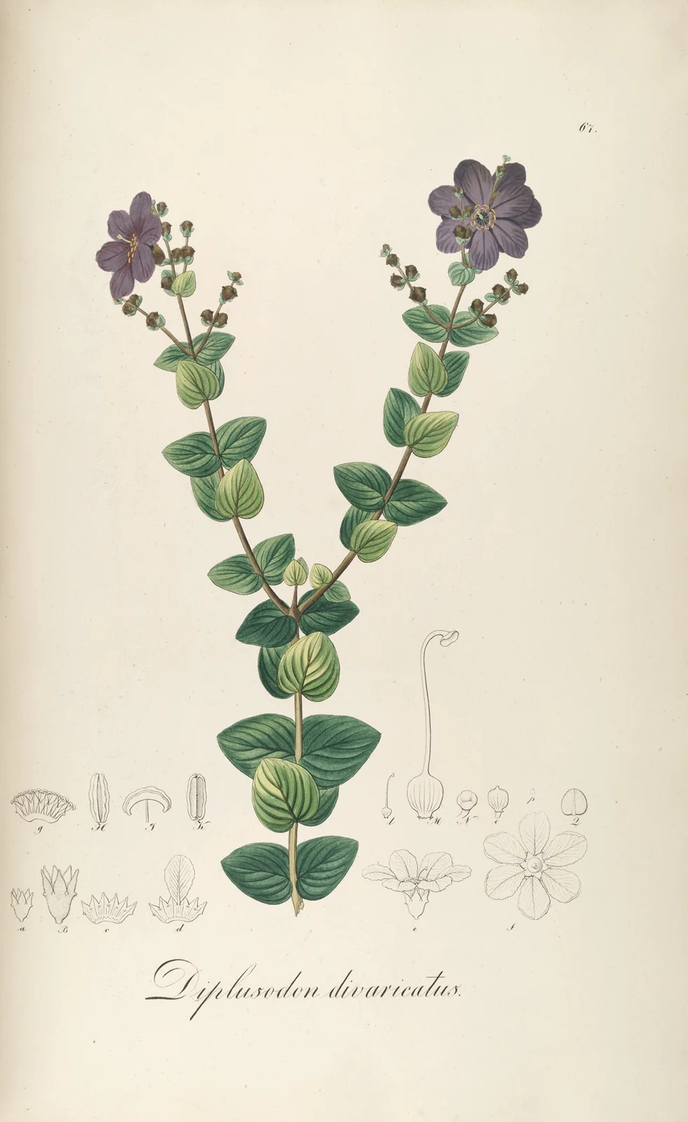 Diplusodon divaricatus av Johann Baptist Emanuel Pohl