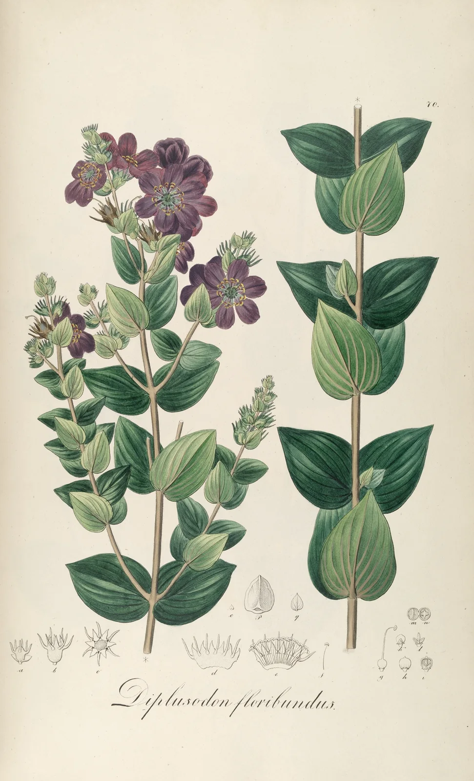 Diplusodon floribundus av Johann Baptist Emanuel Pohl