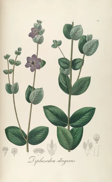 Diplusodon strigosus av Johann Baptist Emanuel Pohl