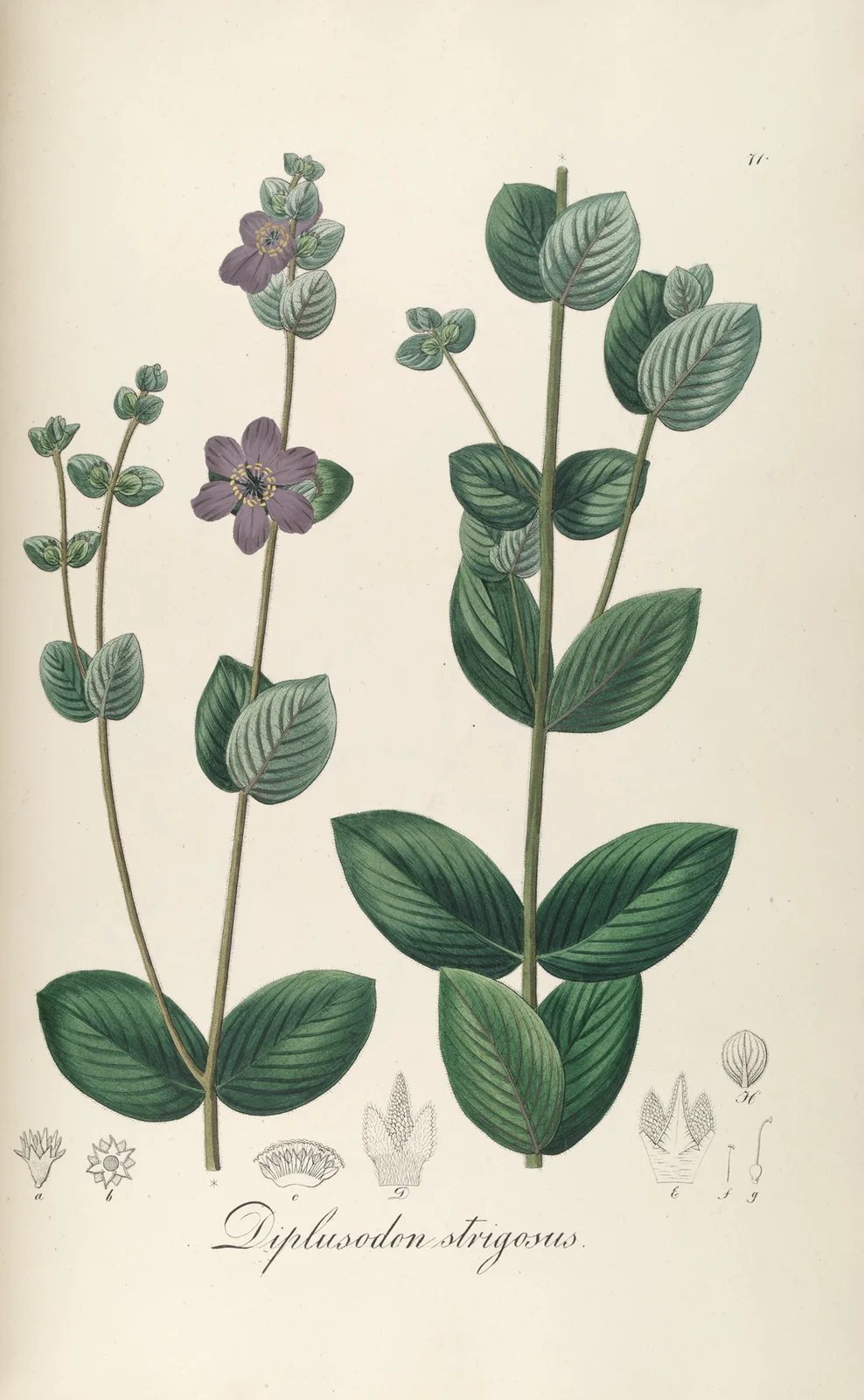 Diplusodon strigosus av Johann Baptist Emanuel Pohl