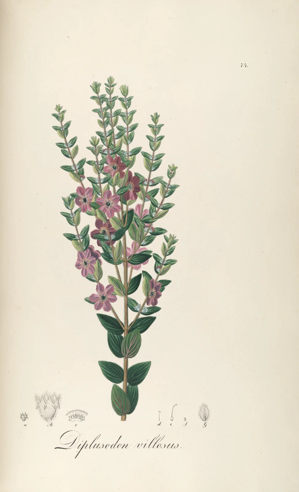 Diplusodon villosus av Johann Baptist Emanuel Pohl