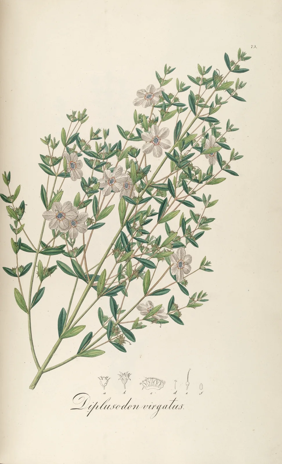 Diplusodon virgatus av Johann Baptist Emanuel Pohl