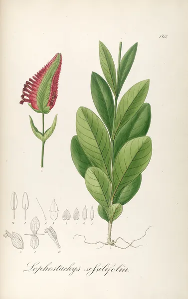 Lophostachys sessiliflora av Johann Baptist Emanuel Pohl