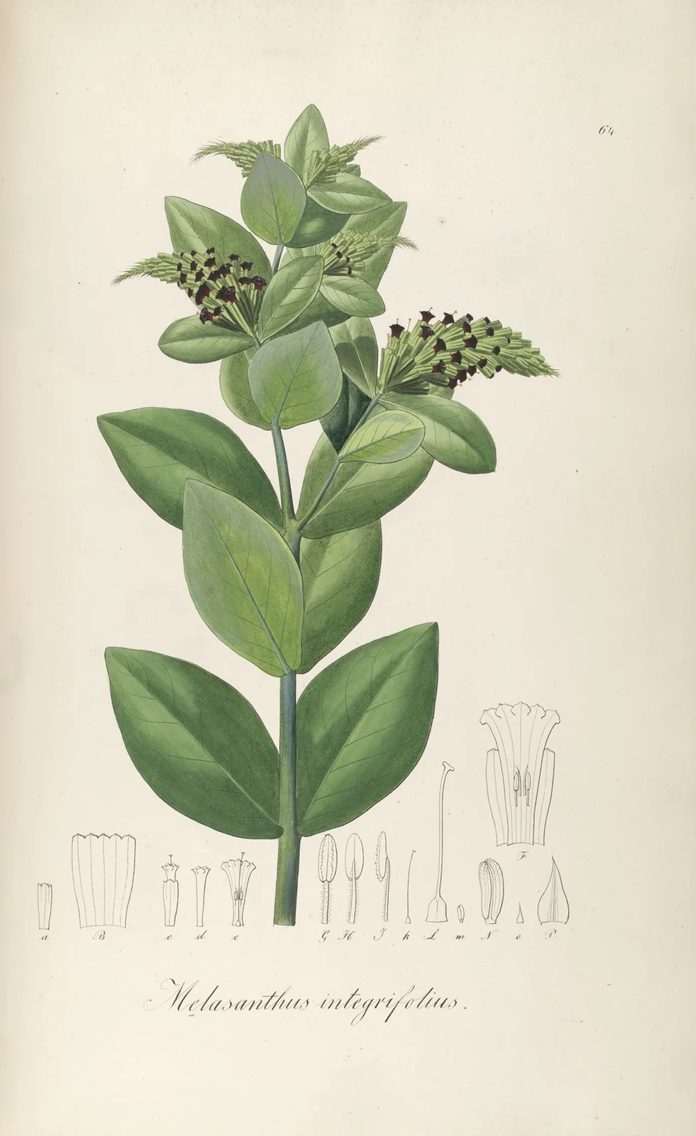 Melasanthus integrifolius av Johann Baptist Emanuel Pohl