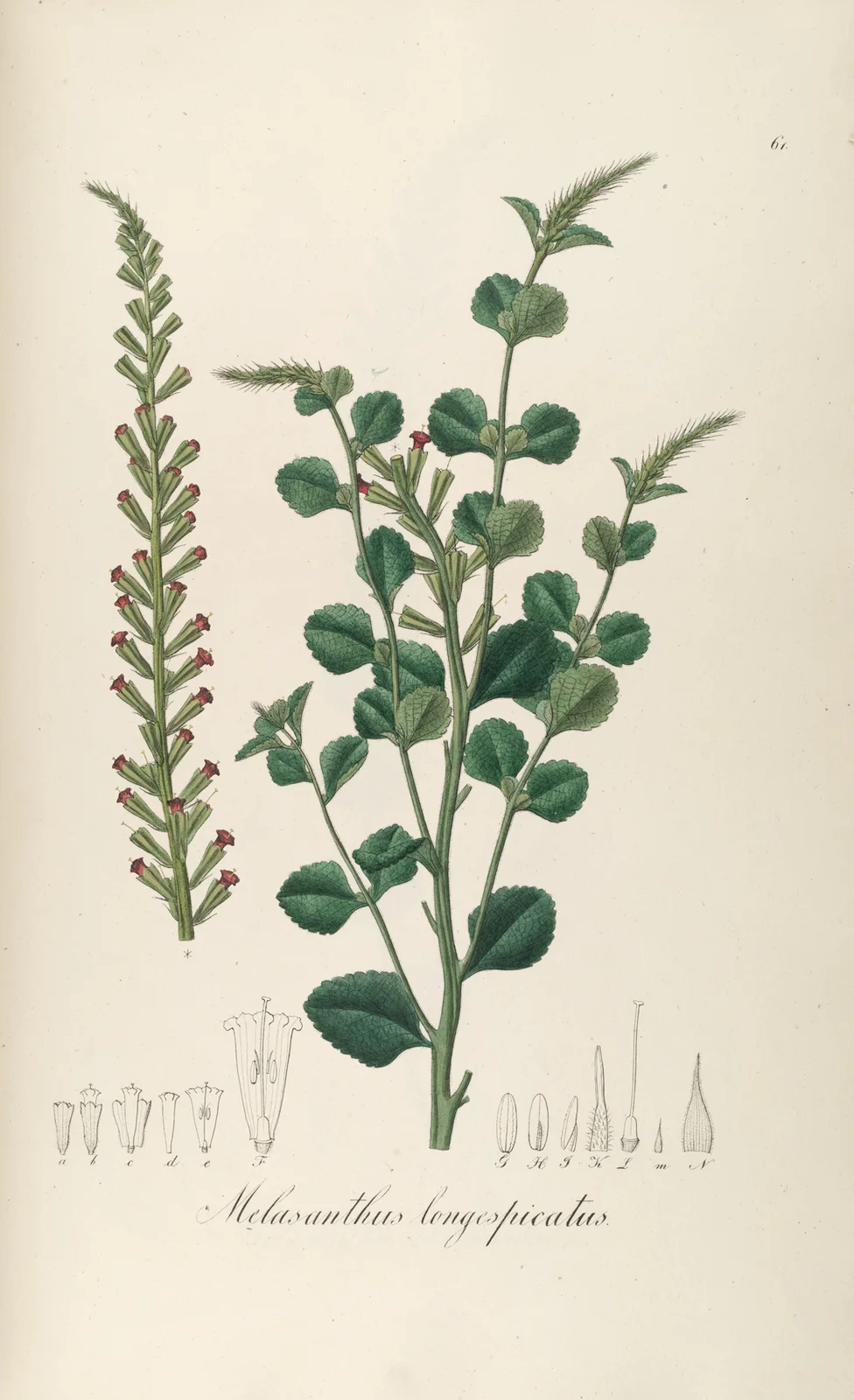 Melasanthus longespicatus av Johann Baptist Emanuel Pohl