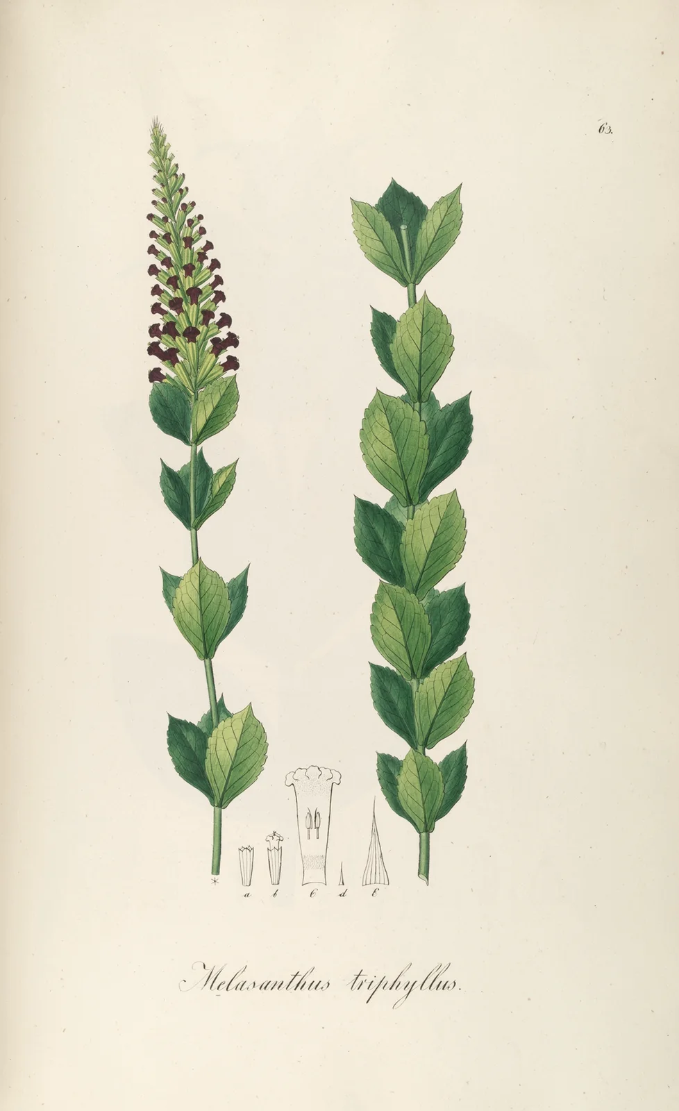 Melasanthus triphyllus av Johann Baptist Emanuel Pohl