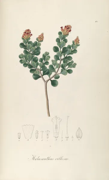 Melasanthus villosus av Johann Baptist Emanuel Pohl
