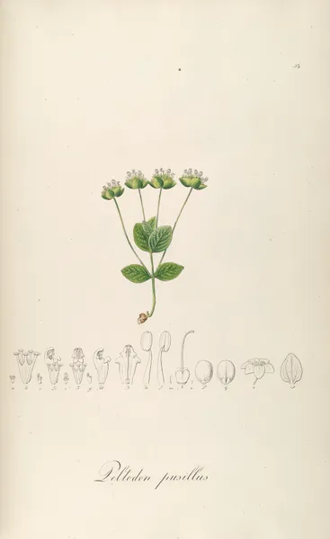 Peltodon pusillus av Johann Baptist Emanuel Pohl