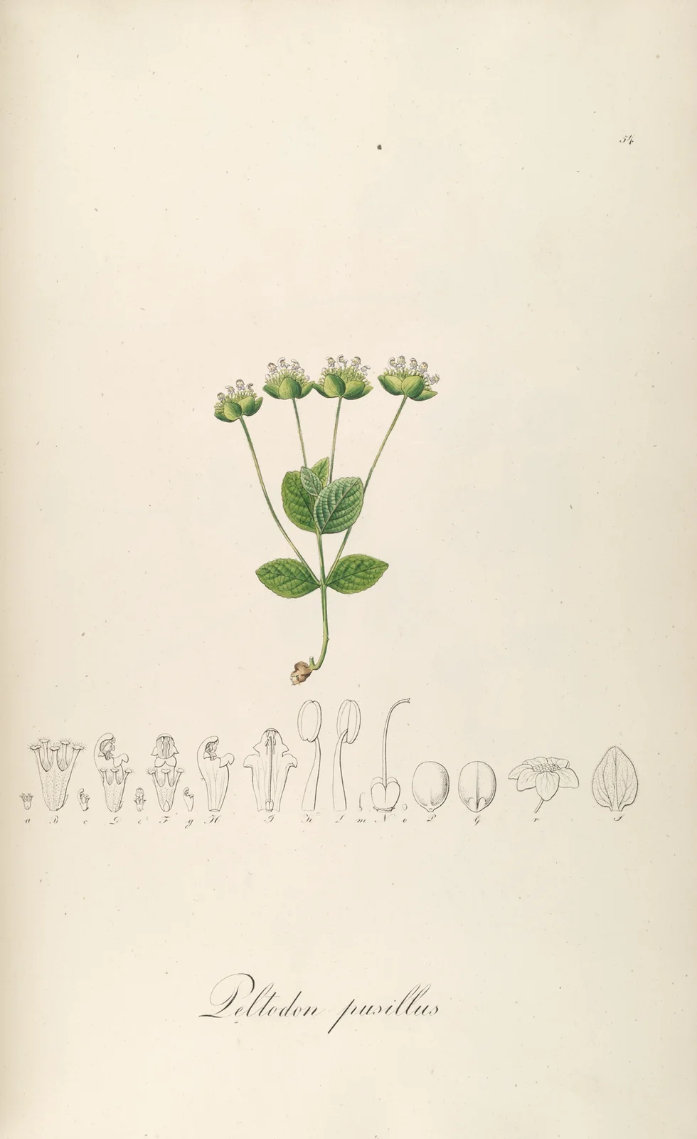Peltodon pusillus av Johann Baptist Emanuel Pohl
