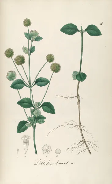 Peltodon tomentosus av Johann Baptist Emanuel Pohl