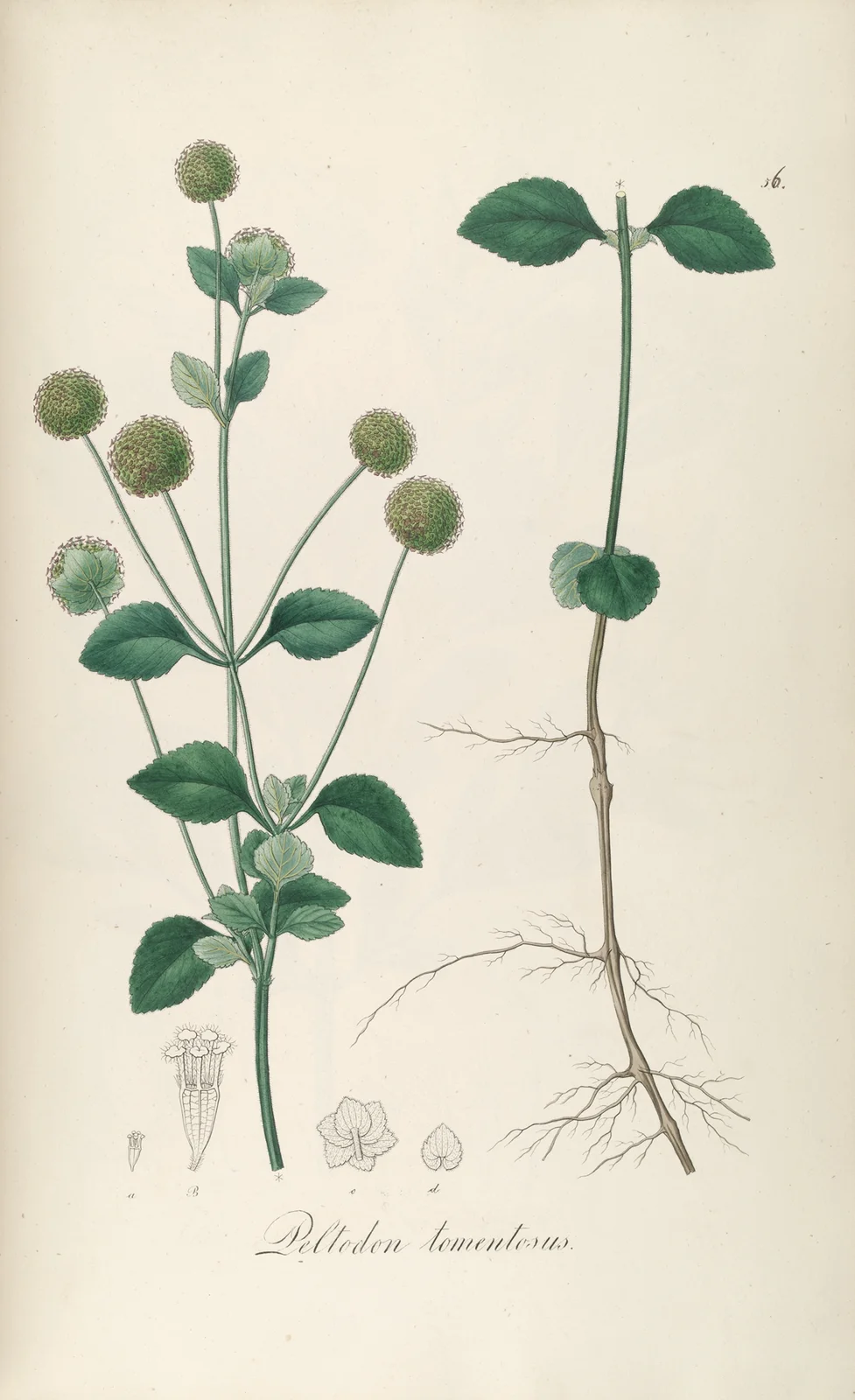Peltodon tomentosus av Johann Baptist Emanuel Pohl