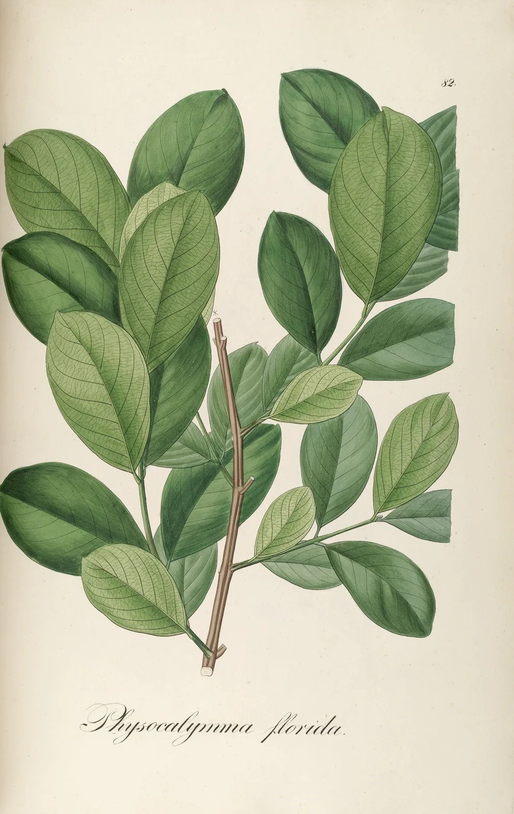 Physocalymma floridum av Johann Baptist Emanuel Pohl