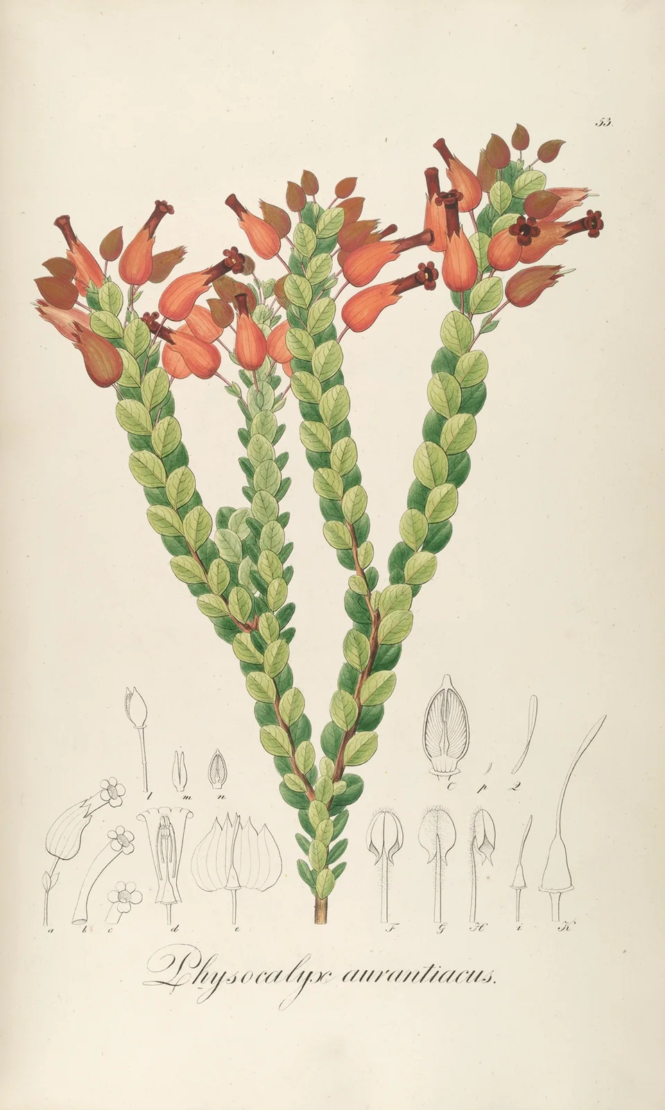 Physocalys aurantiacus av Johann Baptist Emanuel Pohl