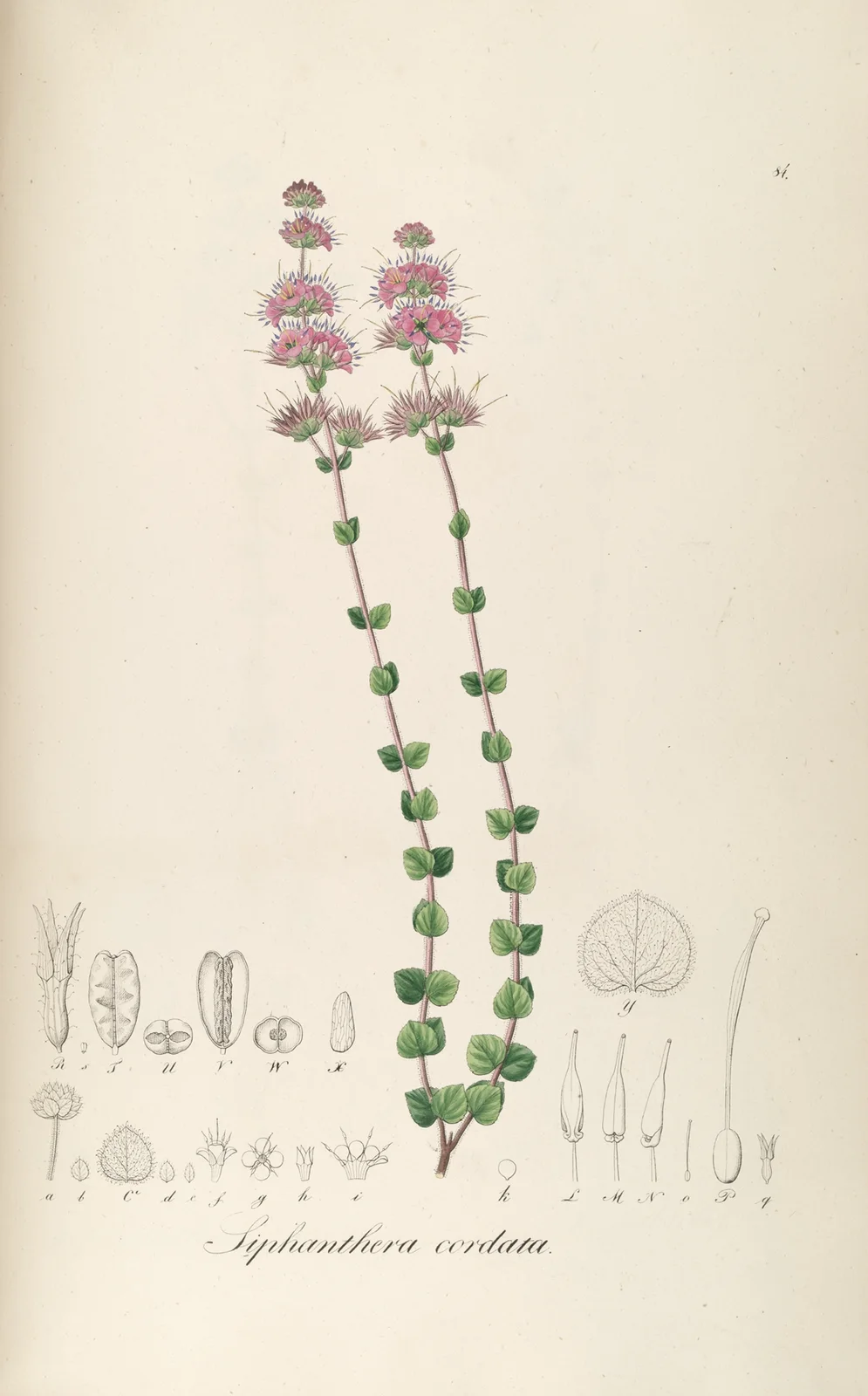 Siphanthera cordata av Johann Baptist Emanuel Pohl