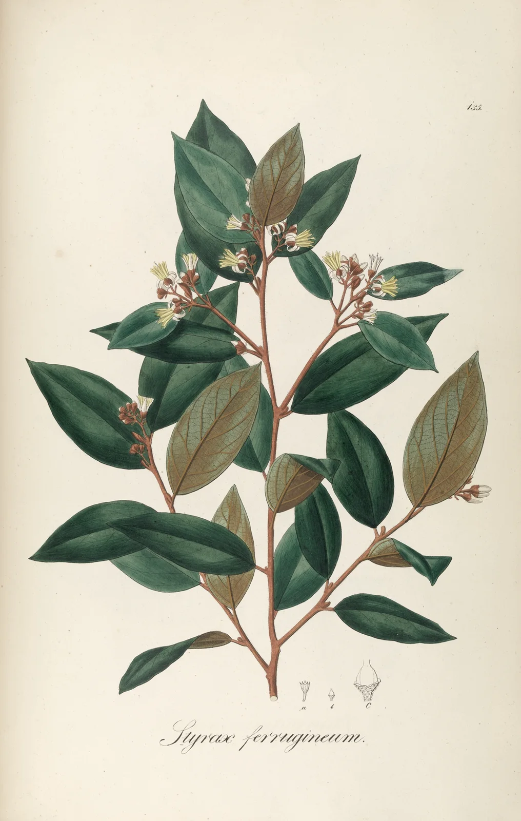 Styrax ferrugineus av Johann Baptist Emanuel Pohl