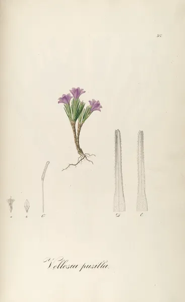 Vochysia pumila, 1827 – nr 2 av Johann Baptist Emanuel Pohl