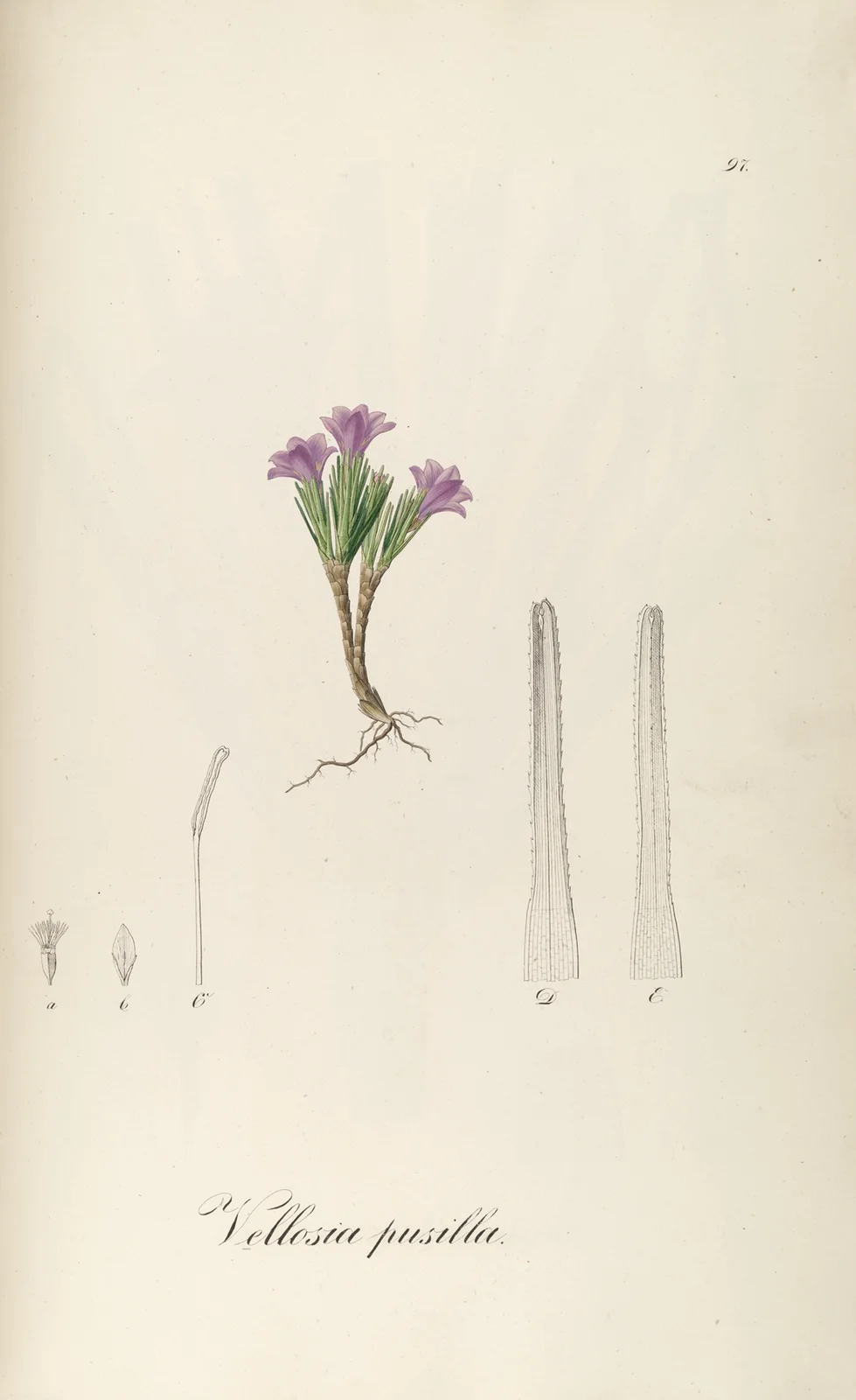 Vochysia pumila, 1827 – nr 2 av Johann Baptist Emanuel Pohl