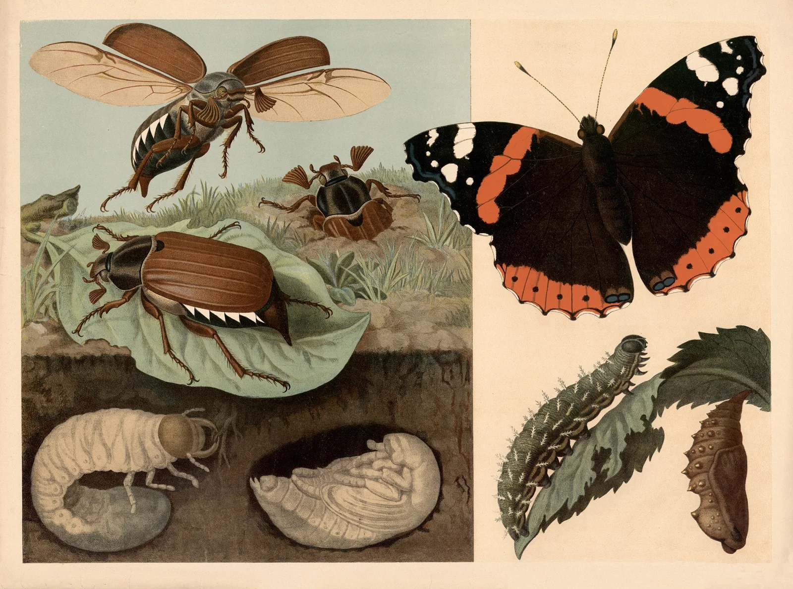 Cockchafer and butterfly av Emil Schmidt