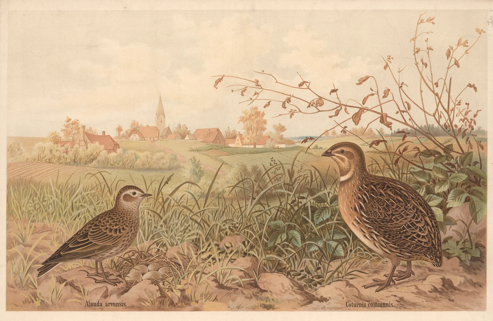 Common quail (Coturnix communis) av Emil Schmidt