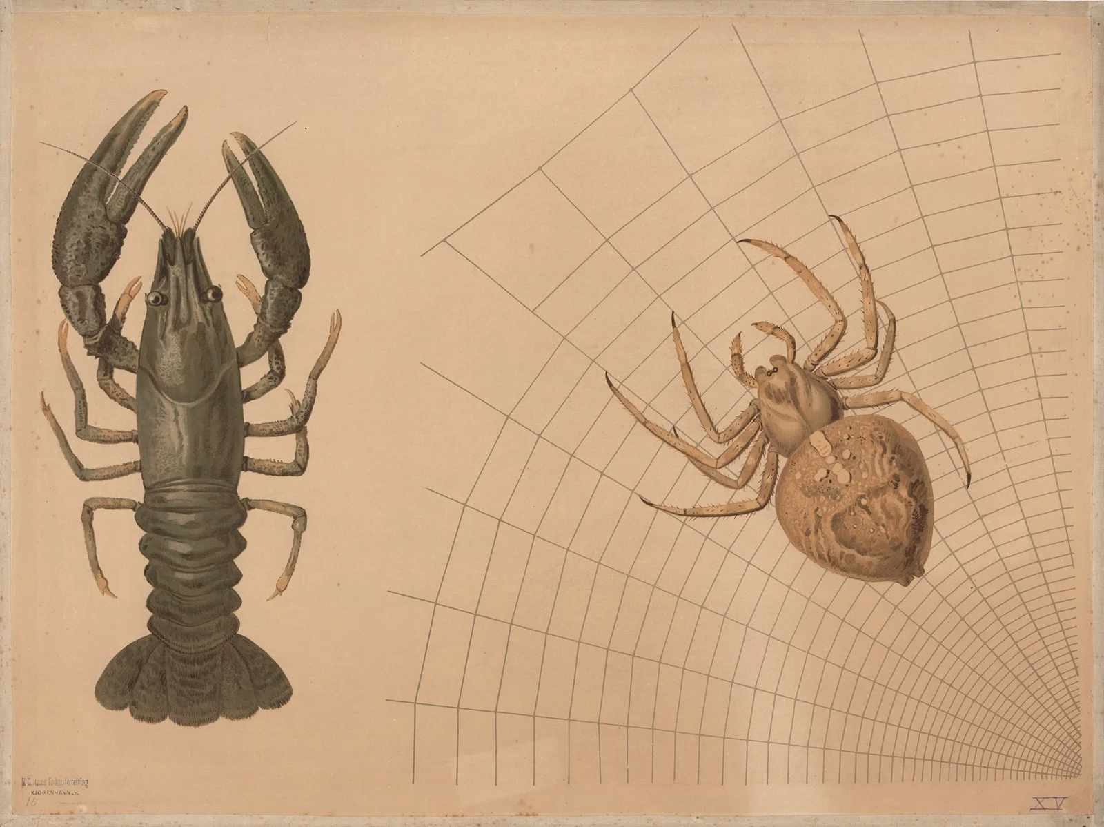Crayfish and spider av Emil Schmidt
